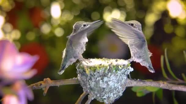 Breve Momento Dos Colibríes Bebé Agitando Las Alas Cara Cara — Vídeo de stock