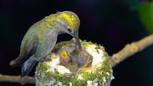Female Hummingbird Standing Rim Her Nest Feeding Her Two Babies — Stock Video