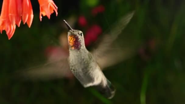 Koliber Błyszczącym Piórem Odwiedzający Fuchsia Coralle Deszczu Zoomowaniem Panoramą — Wideo stockowe