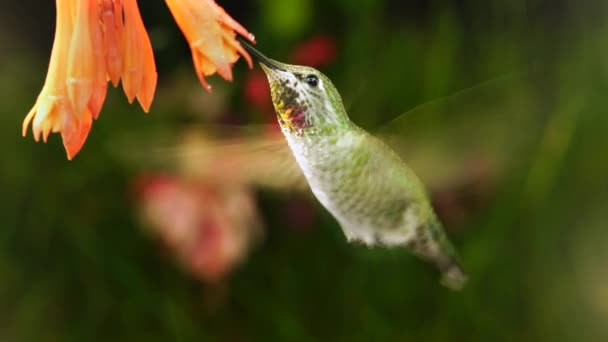 Απρόσκοπτη Looping Hummingbird Επίσκεψη Coralle Φούξια Στη Βροχή Βάτραχο Καλώντας — Αρχείο Βίντεο
