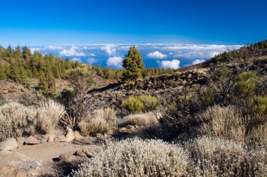 Teide kavramsal park