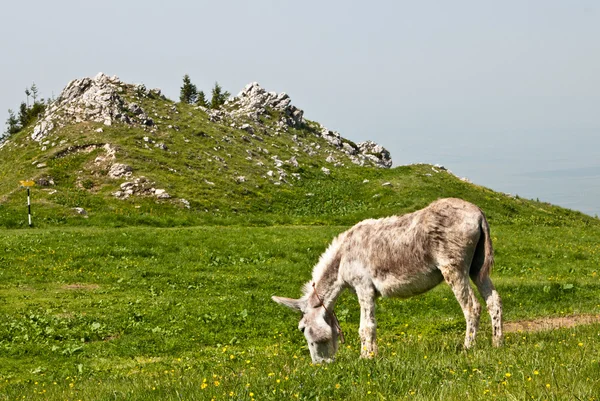 Donkey — Stock Photo, Image