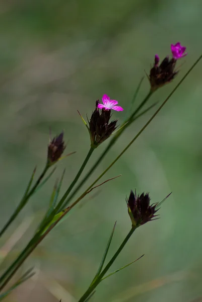 花のマクロ — ストック写真