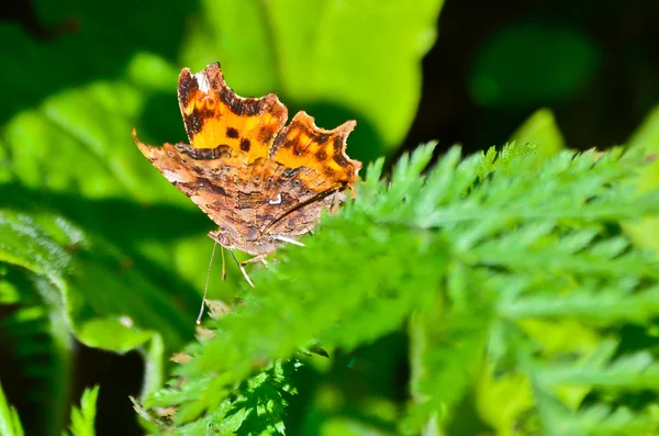 Schöne Schmetterlinge — Stockfoto