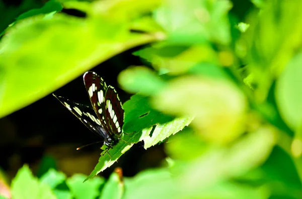 Hermosas mariposas — Foto de Stock