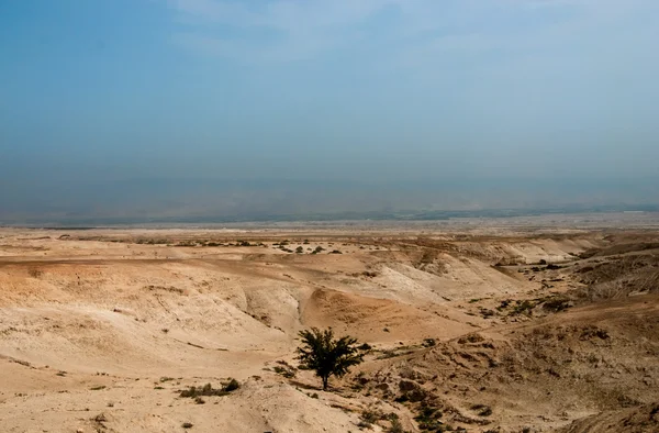 Arbre dans le désert de Judaean — Photo