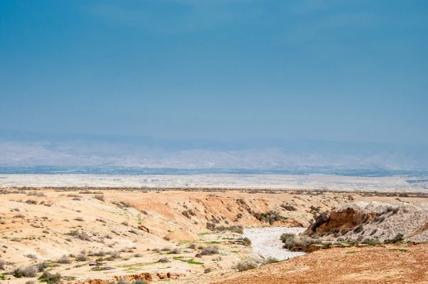 Otlar judaean Çölü'nde — Stok fotoğraf