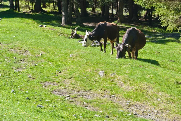 Cow grazing on a meadow, in the mountains. — Stock Photo, Image