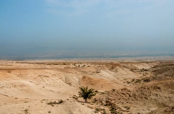 Arbre dans le désert de Judaean — Photo