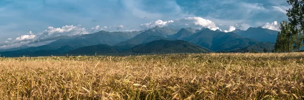 A field of Gold grains in the summer — Stock Photo, Image