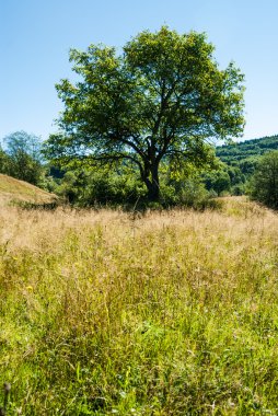 Yalnız ağaç çayır üzerinde