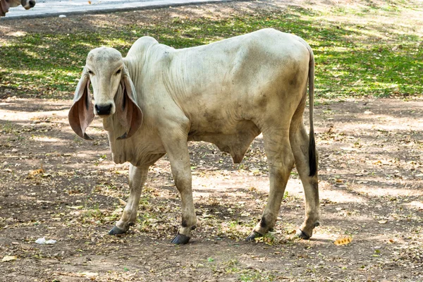 Азиатские коровы — стоковое фото