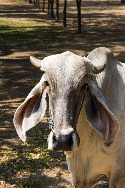 Азиатские коровы — стоковое фото