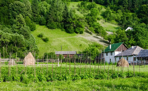 Ekologická zeleninová zahrada — Stock fotografie