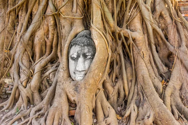 Buddha huvud på ayuthaya — Stockfoto
