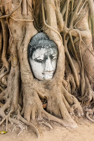 Buddha huvud på ayuthaya — Stockfoto