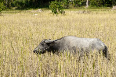 su aygırı, angkor karmaşık
