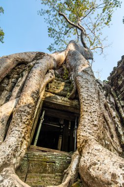 Antik taş kapı ve Ağaç kökleri, ta prohm Tapınağı