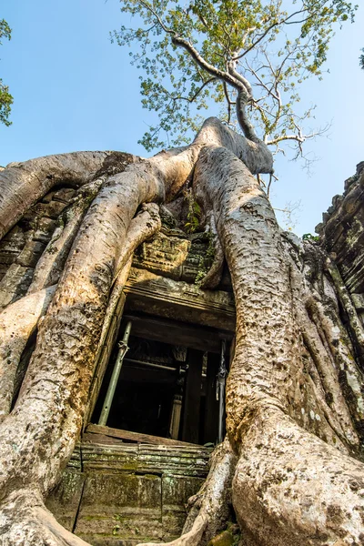 Antigua puerta de piedra y raíces de árboles, templo de Ta Prohm — Foto de Stock