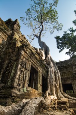 ta prohm, Kamboçya ağaç