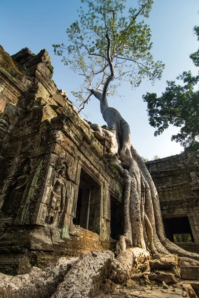 Δέντρο στο ta prohm, Καμπότζη — Φωτογραφία Αρχείου