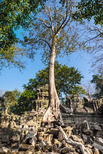 Träd på ta prohm, Kambodja — Stockfoto