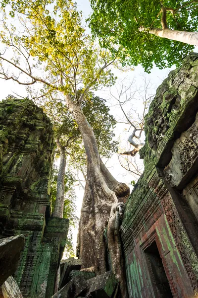 Träd på ta prohm, Kambodja — Stockfoto