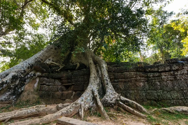 Árbol en Ta Prohm, Camboya —  Fotos de Stock