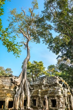 Antik taş kapı ve Ağaç kökleri, ta prohm Tapınağı