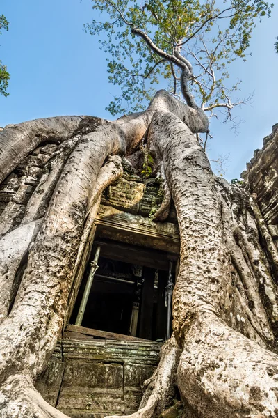 Antika sten dörr och träd rötter, ta prohm-templet — Stockfoto