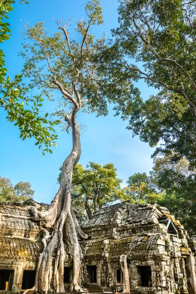 Antika sten dörr och träd rötter, ta prohm-templet — Stockfoto