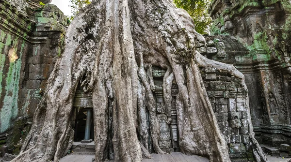 Ancient ruins and tree roots, Ta Prohm temple — Stock Photo, Image