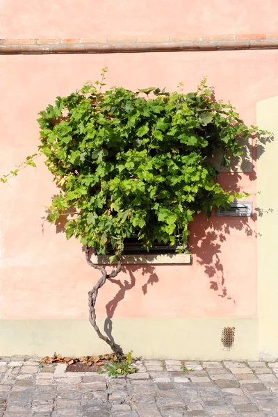 Weinrebe an der rosa Wand — Stockfoto