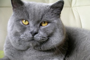 İngiliz kısa hava kedisi