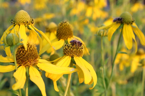 Abeilles à miel cueillant du nectar sur des fleurs jaunes — Photo