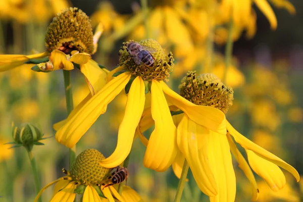 Abeilles à miel sur fleurs jaunes — Photo