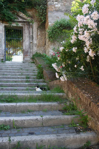 Кот на заросшей лестнице в Авентин Хилл, Рим — стоковое фото
