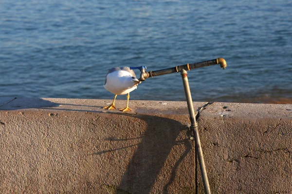 Curious seagull — Stock Photo, Image