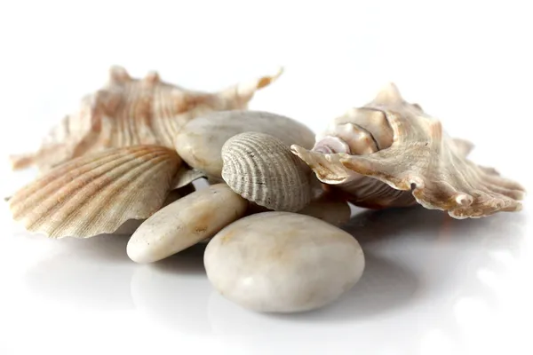 Conchas y piedras aisladas sobre blanco — Foto de Stock