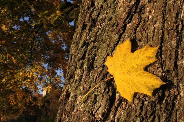 Żółty liść jesieni na drzewo — Zdjęcie stockowe