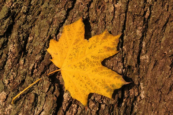 Foglia di autunno gialla sulla corteccia dell'albero — Foto Stock