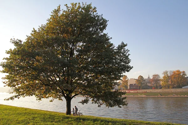 Couple under the tree on the boulevards in Krakow — Stock Photo, Image