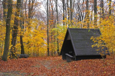 sonbahar ormanda döken