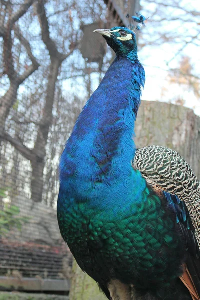 Majestuoso pavo real — Foto de Stock