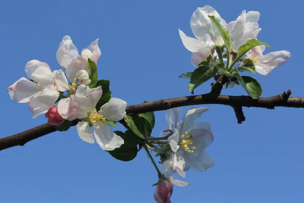 Rama floreciente de manzana en el cielo azul —  Fotos de Stock