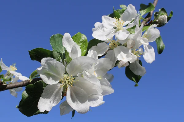 Twig of blossoming apple — Stock Photo, Image