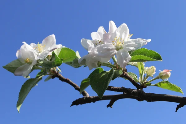 Flowers on apple branch — Stock Photo, Image