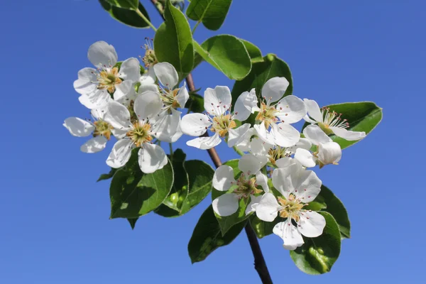 Flowers bloom on a branch of pear against blue sky — Stock Photo, Image