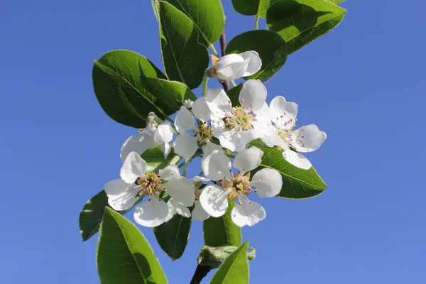 Vita blommor blomma på en gren av päron — Stockfoto