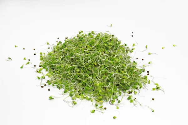 Fresh sprouts isolated on white background — Stock Photo, Image